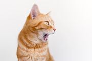 Do NOT do this to your cat (Getty Images)