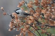 A mountain chickadee perches on a tree branch at Rio Mora National Wildlife Refuge and Conservation Area. (U.S. Fish and Wildlife Service photo)