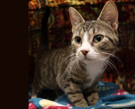 Pet of the Week: Adopt Sandy in time for school musical season and some summer lovin’ 