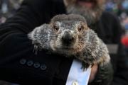 FILE - Groundhog Club handler A.J. Dereume holds Punxsutawney Phil, the weather prognosticating groundhog, during the 137th celebration of Groundhog Day on Gobbler's Knob in Punxsutawney, Pa., Feb. 2, 2023. (AP Photo/Barry Reeger, File)